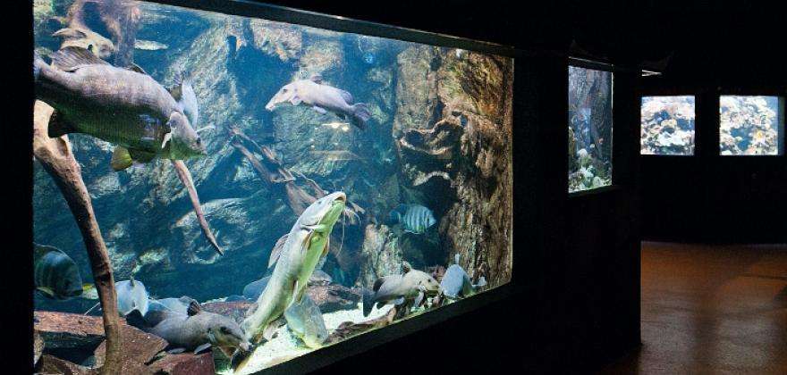 L'Aquarium Tropical de la Porte Dorée